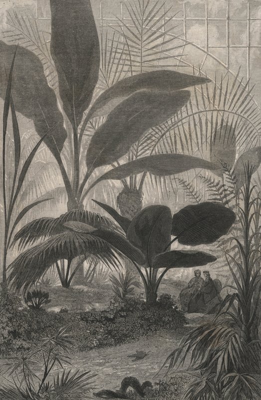 A Winter Garden (engraving) by European School
