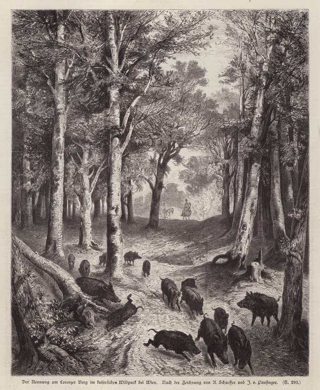 Wild Boar on the Lorenzer Berg in the Imperial Park in Vienna, Austria by European School