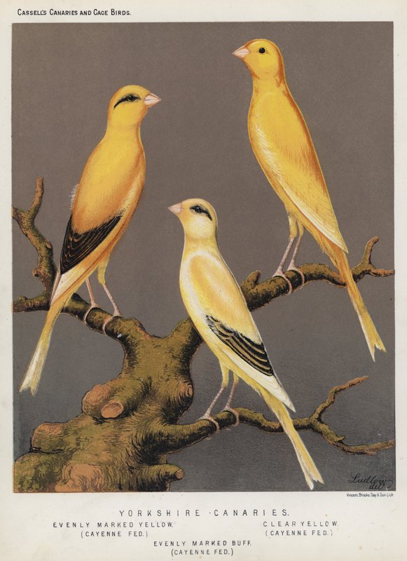 Yorkshire Canaries, Evenly Marked Yellow, Cayenne Fed, Clear Yellow, Cayenne Fed, Evenly Marked Buff, Cayenne Fed by European School