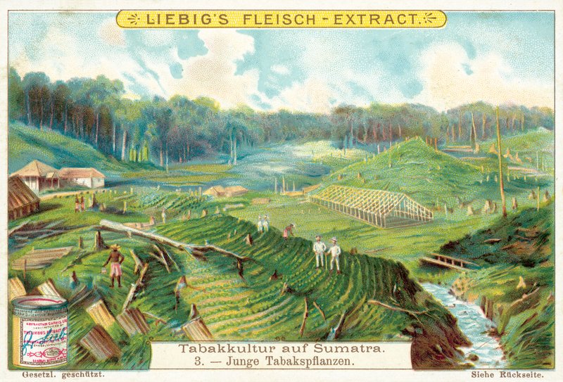 Young Tobacco Plants by European School