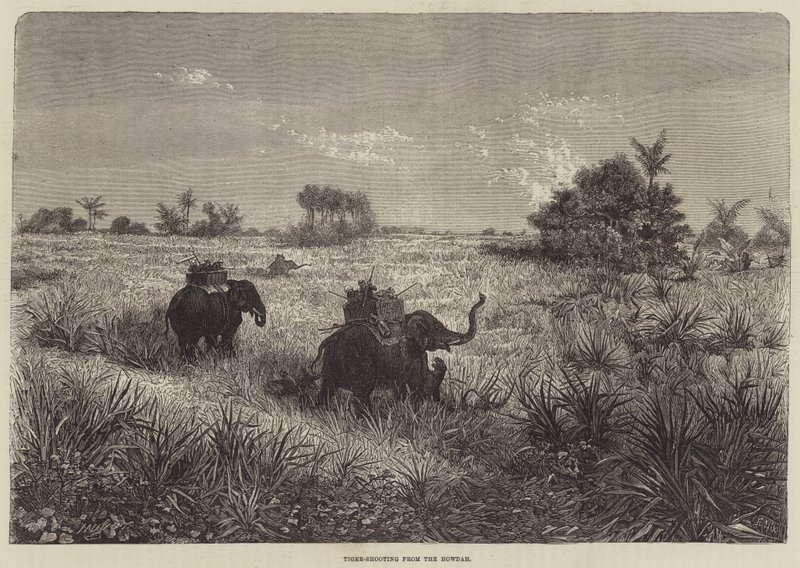 India and the Prince of Wales, Tiger-Shooting from the Howdah by Frederic Theodore Lix