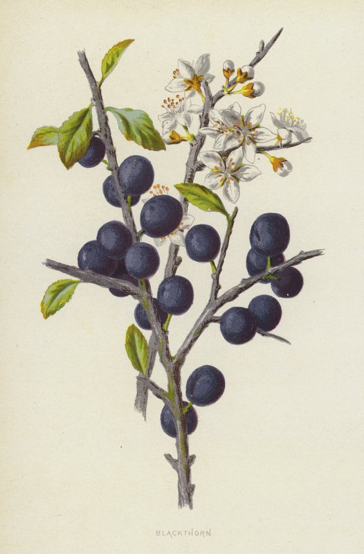 Blackthorn by Frederick Edward Hulme