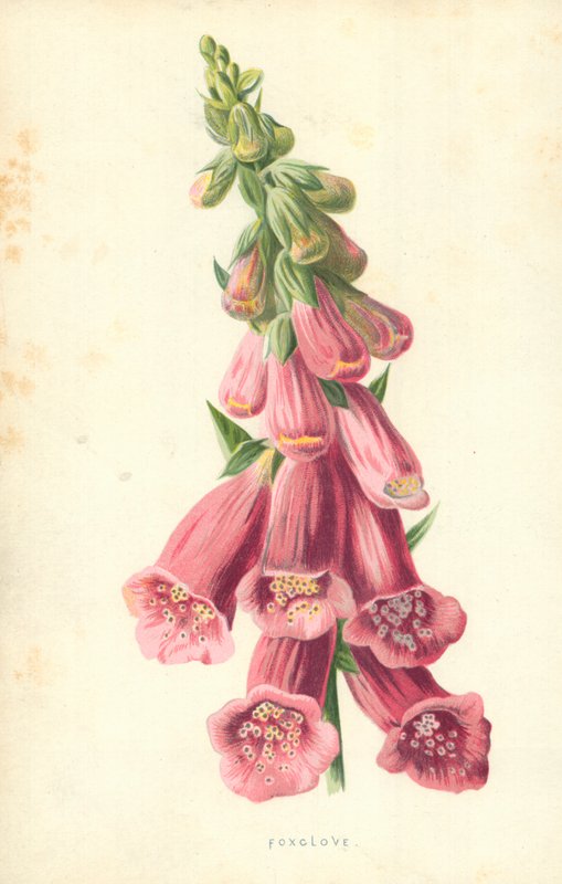 Foxglove by Frederick Edward Hulme