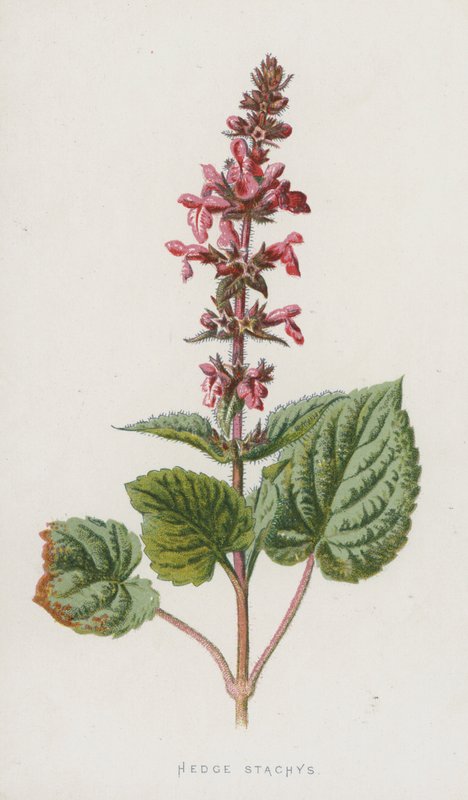 Hedge Stachys by Frederick Edward Hulme