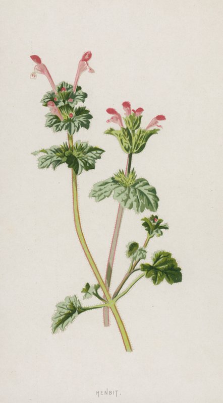 Henbit by Frederick Edward Hulme