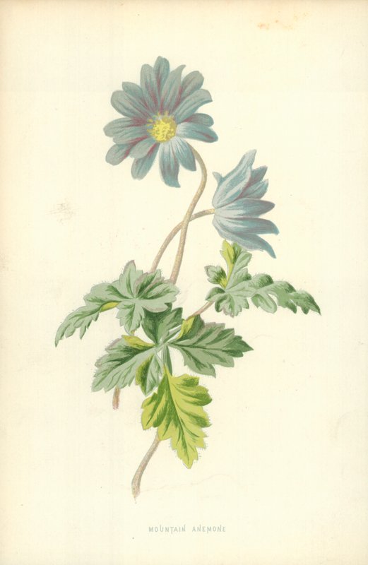 Mountain Anemone by Frederick Edward Hulme