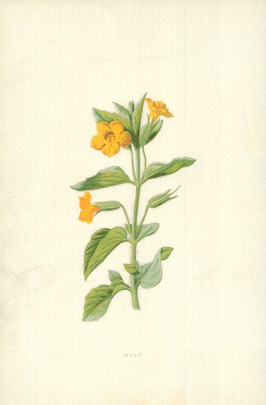Musk by Frederick Edward Hulme