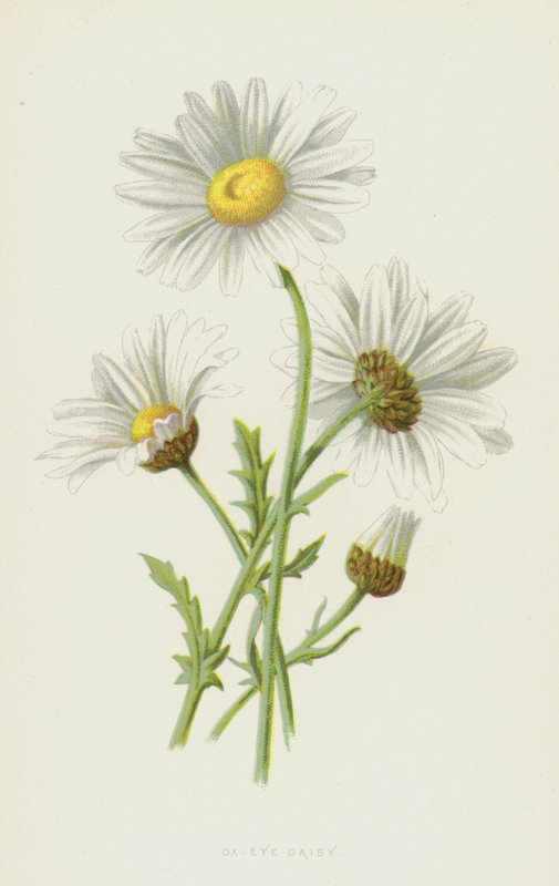 Ox-Eye Daisy by Frederick Edward Hulme
