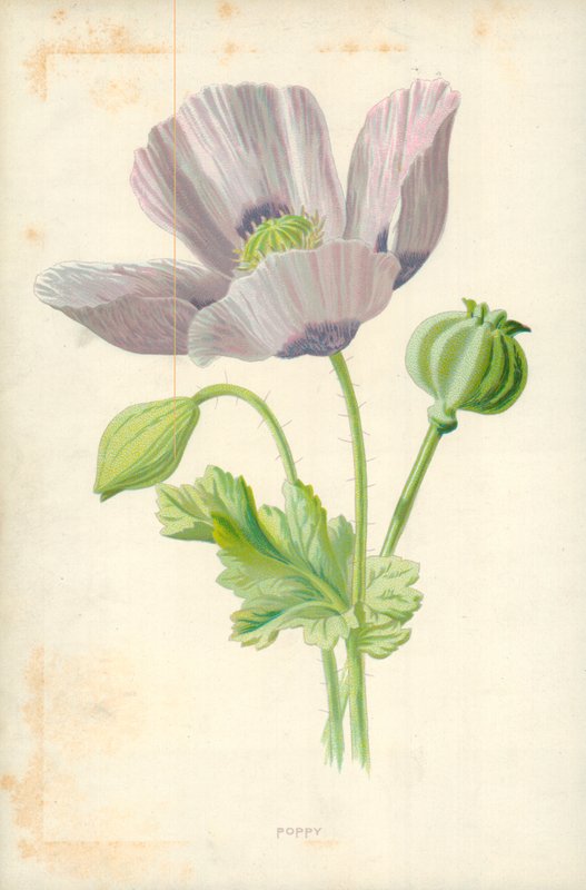 Poppy by Frederick Edward Hulme
