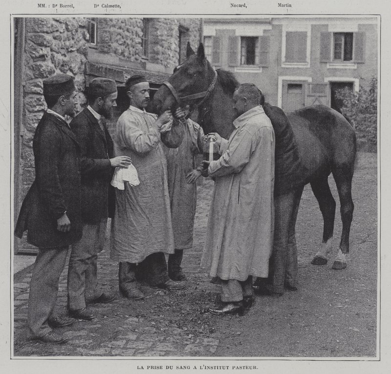 Taking a sample of blood from a horse at the Institut Pasteur, Paris by French Photographer