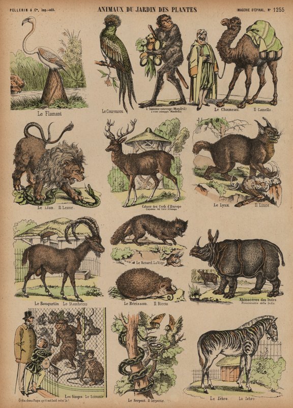 Animals of the Jardin des Plantes, Paris, France by French School
