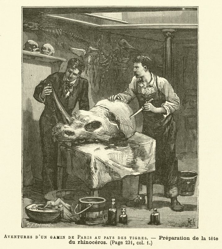 Adventures of a Parisian Kid in the Land of Tigers (engraving) by French School