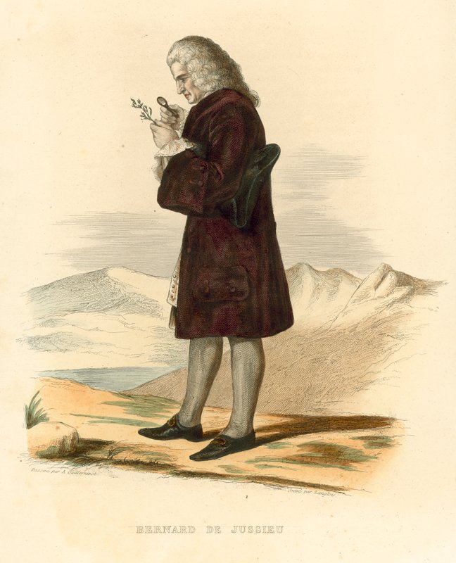 Bernard de Jussieu by French School