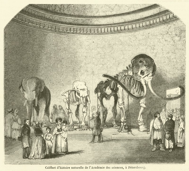 Natural History Cabinet of the Academy of Sciences, in St. Petersburg (engraving) by French School
