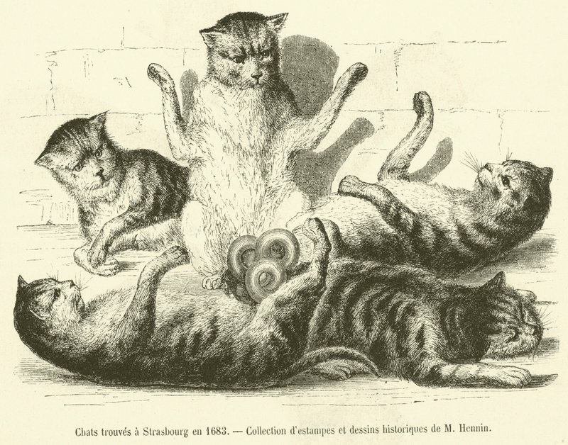 Cats Found in Strasbourg in 1683 (engraving) by French School
