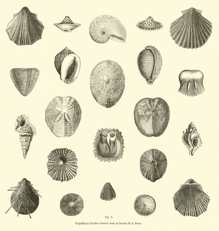 Fossil Shells Found in the Seine Basin by French School