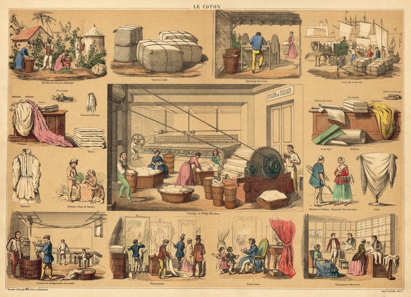 Cotton by French School