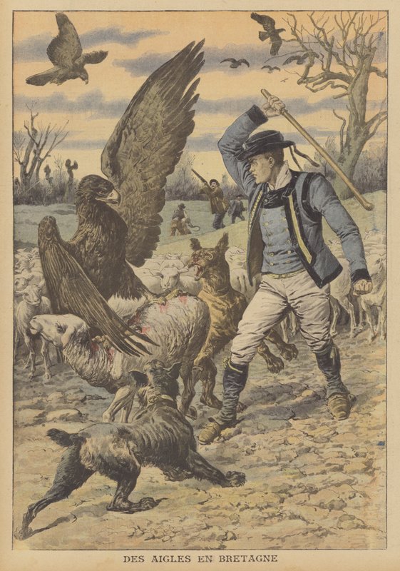 Eagles Attacking a Flock of Sheep in Brittany by French School