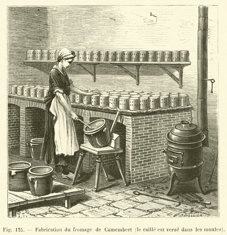 Camembert Cheese Making, the Curd is Poured into Molds by French School