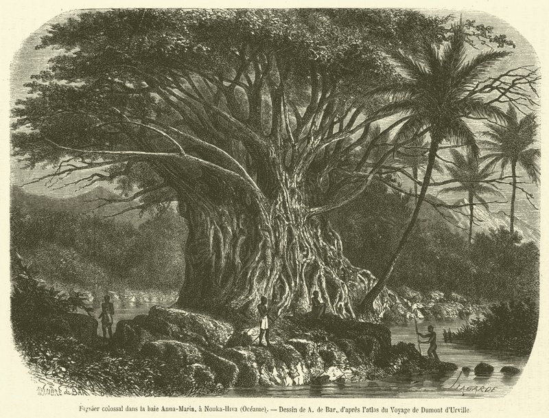 Colossal Fig Tree in Anna-Maria Bay, Nouka-Hiva, Oceania (engraving) by French School