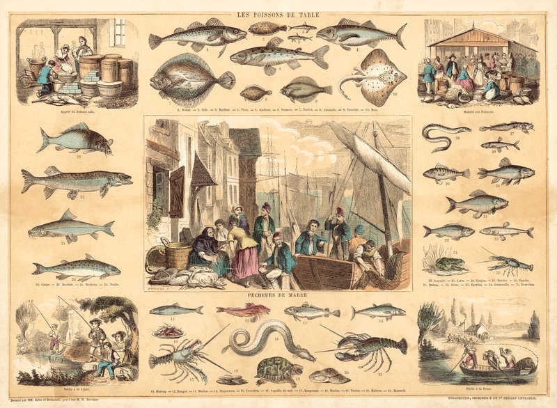 Fishes by French School