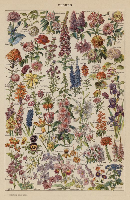 Flowers by French School