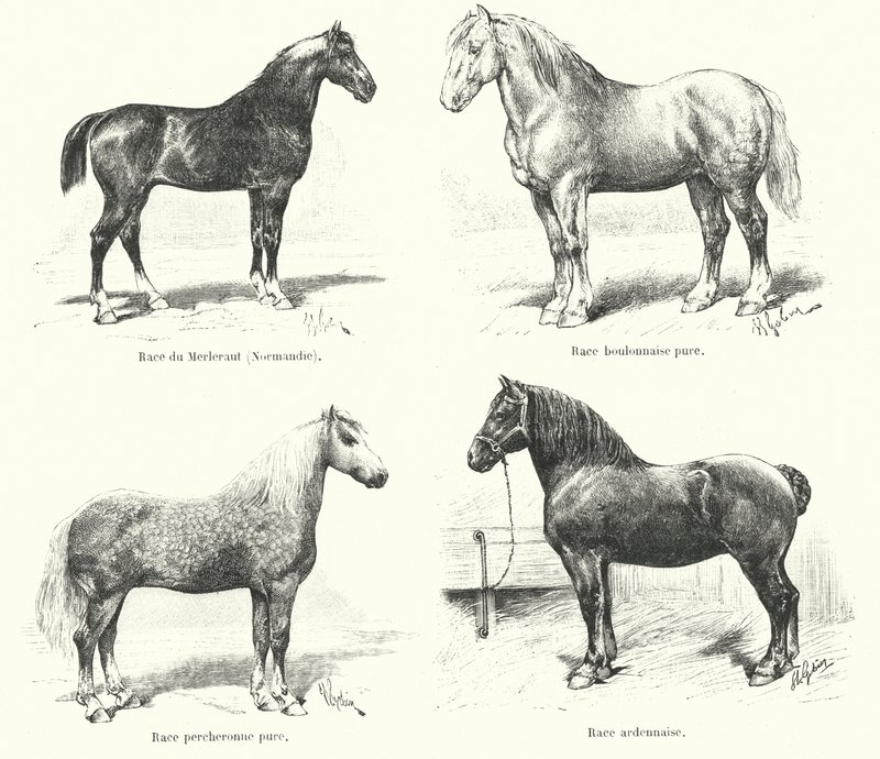 Four French horse breeds: Merlerault, Boulonnaise, Percheronne, Ardennaise by French School