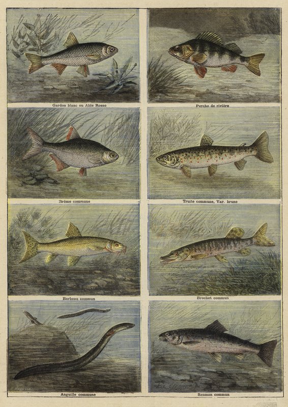 French freshwater fish by French School