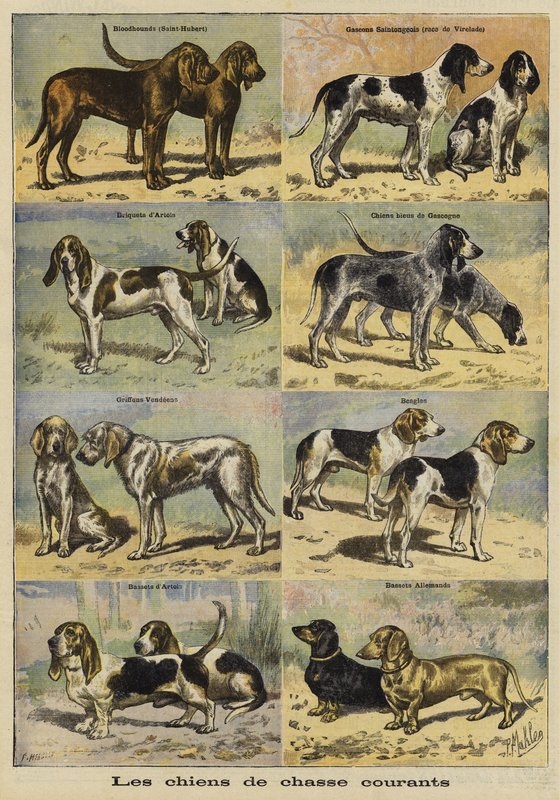 Gun dogs by French School