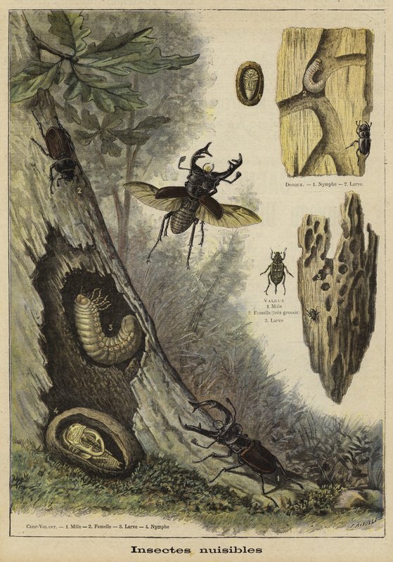 Harmful insects by French School