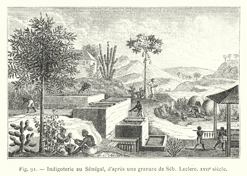 Indigo plantation in Senegal, after an engraving by Seb Leclerc, 17th century by French School