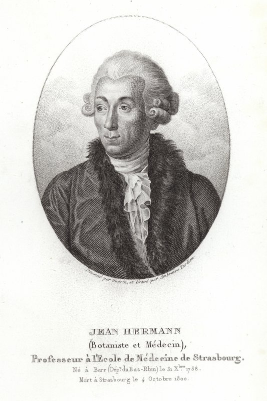 Jean Hermann by French School