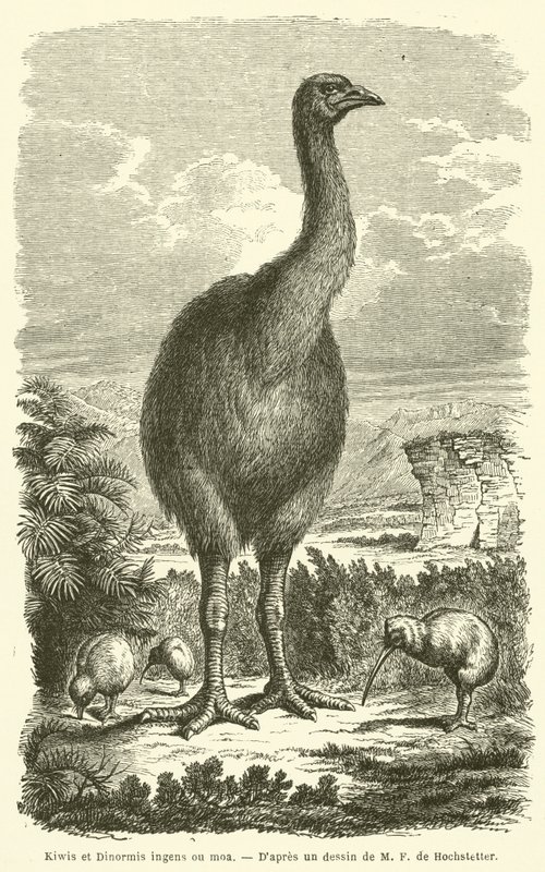 Kiwis and Dinornis ingens or moa by French School