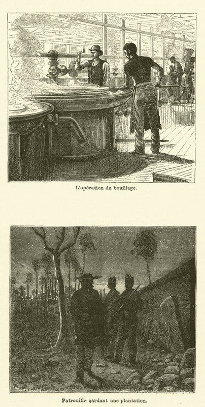 The Sugar Cane by French School
