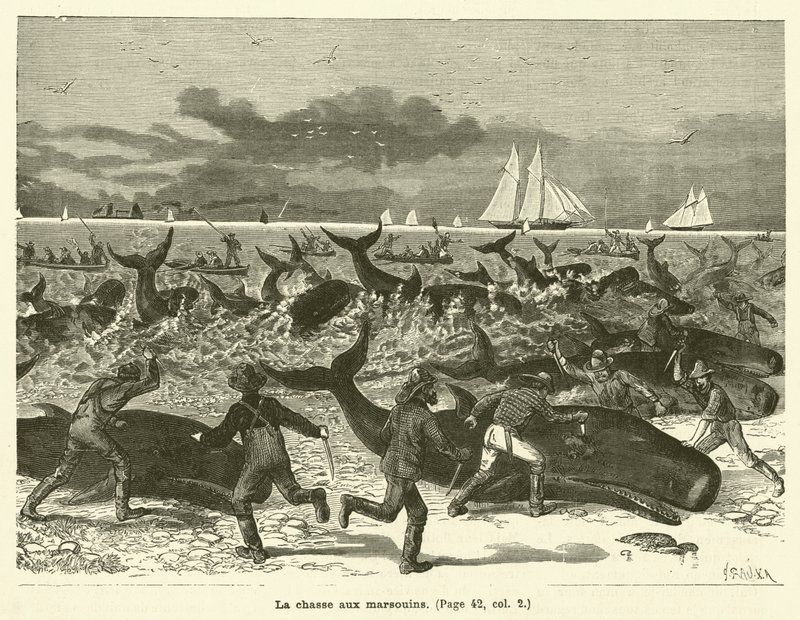 The Porpoise Hunt by French School