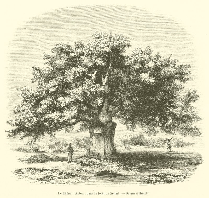 The Oak of Antein, in the Forest of Senart (engraving) by French School