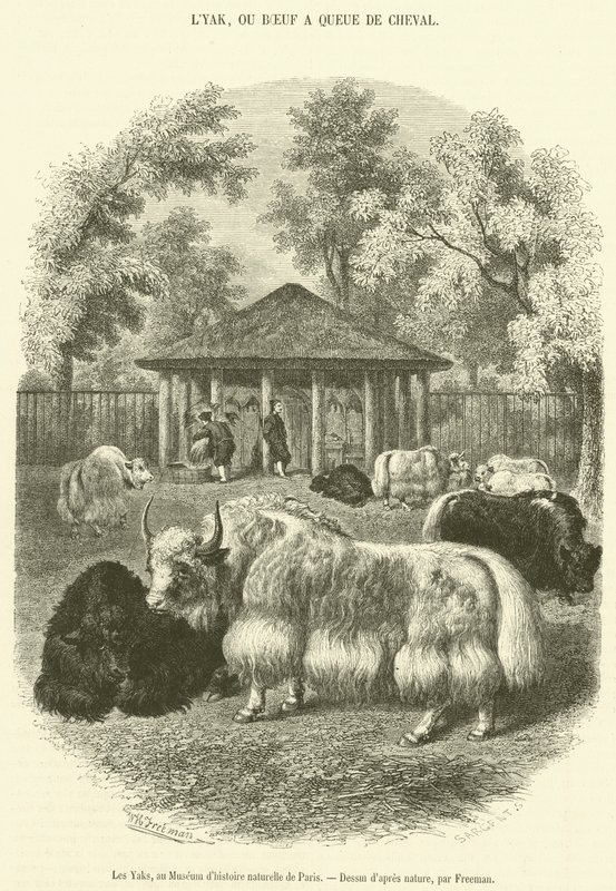 The Yaks, at the Museum of Natural History in Paris (engraving) by French School