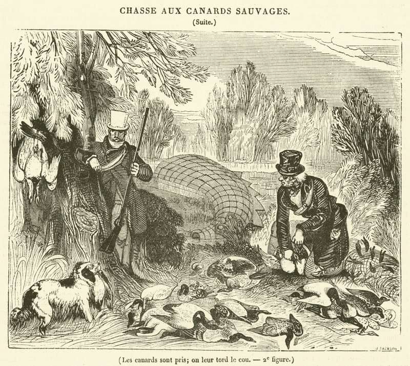 The Ducks are Caught, Their Necks are Twisted by French School