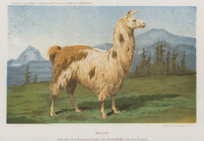 Male Llama Born at Remiremont (Vosges), France by French School