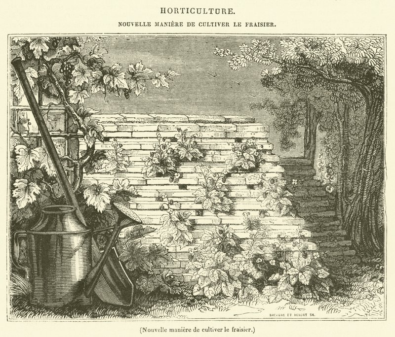 New way of cultivating strawberries by French School
