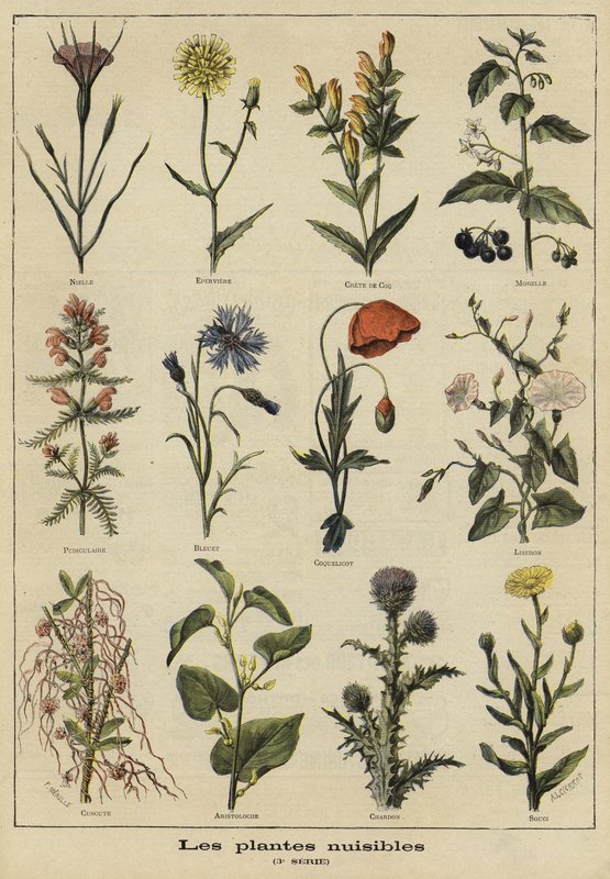 Plants harmful to agriculture by French School