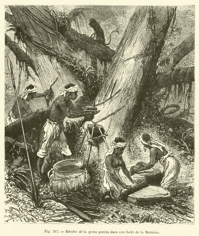 Harvesting Gutta Percha in a Malaysian Forest (engraving) by French School