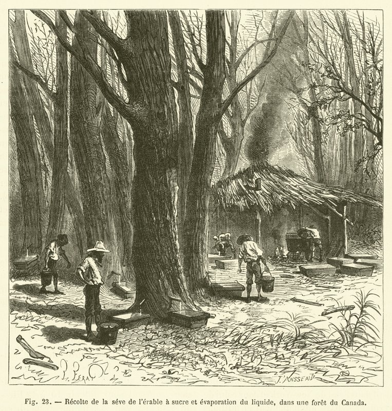 Harvesting Maple Sap and Evaporating the Liquid in a Canadian Forest (engraving) by French School