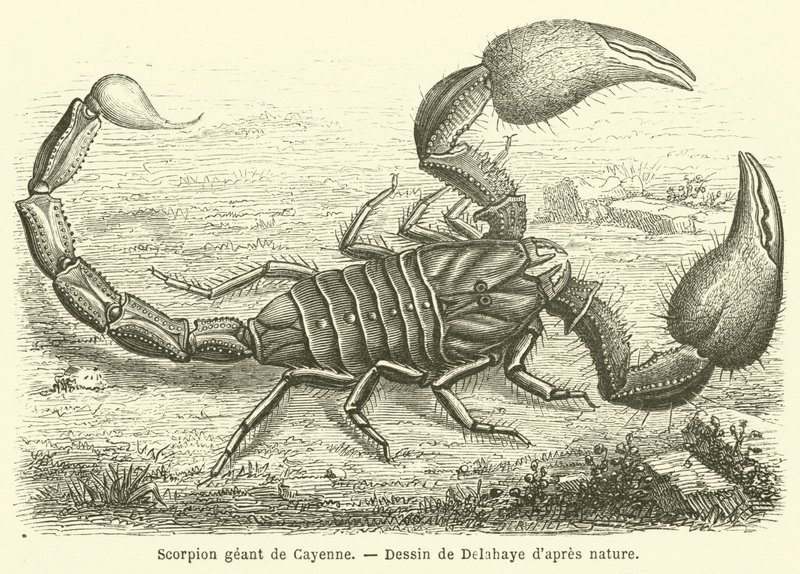Giant Scorpion of Cayenne by French School