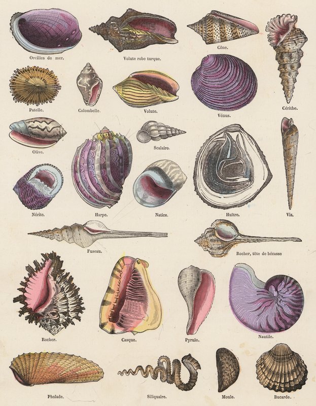 Seashells by French School