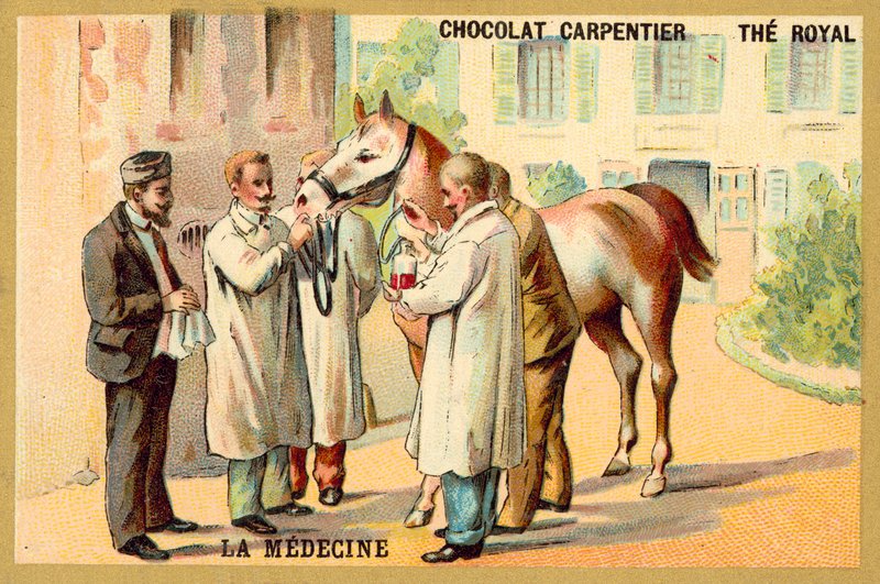 Taking Blood from a Horse by French School