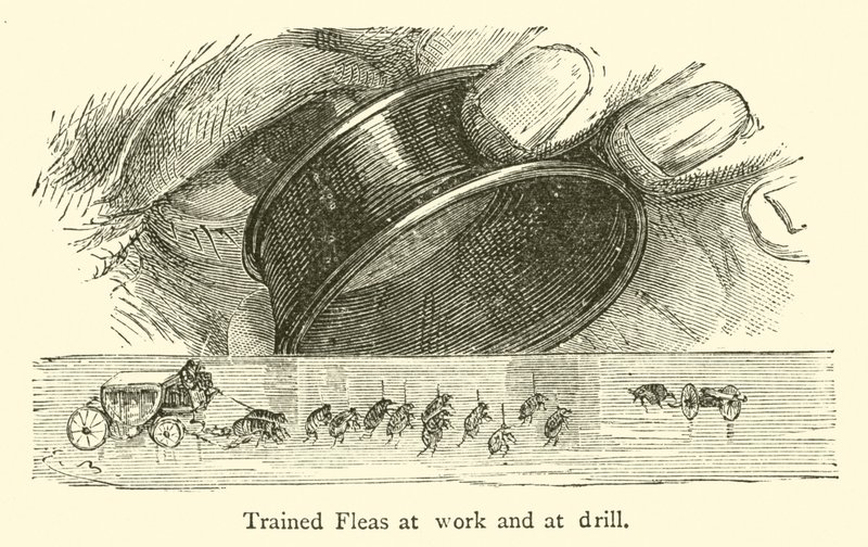 Trained Fleas at work and at drill by French School