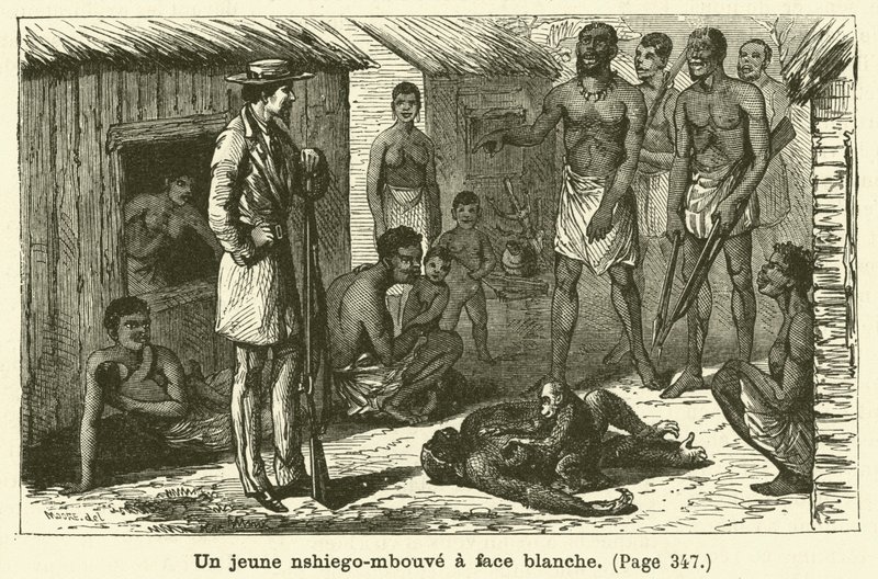 A Young White-Faced Nshiego-Mbouve (engraving) by French School