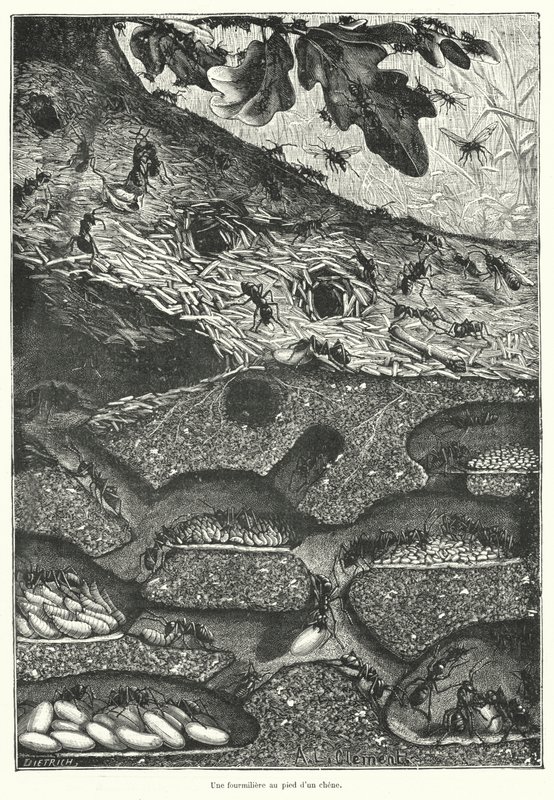 View of the Interior of an Ant Colony at the Foot of an Oak Tree by French School