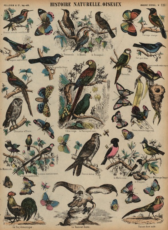 Wild Birds by French School
